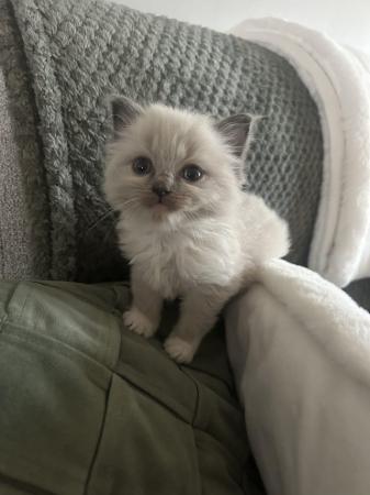 Image 1 of Our beautiful rag doll kittens