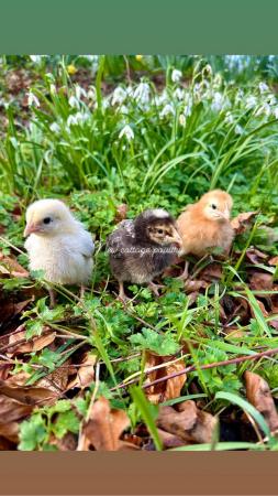 Image 2 of Female Chicks in a range of breeds