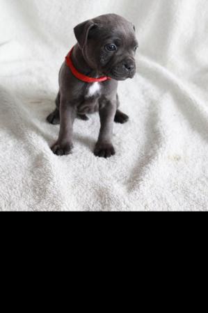 Image 18 of beautiful champion blue Staffordshire bull terrier puppies