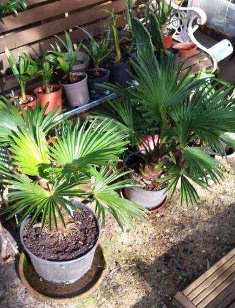 Image 5 of Palm trees Trachycarpus 'Wagnerians' or Waggies