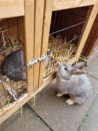 Image 4 of Male adult rabbit for rehomeing