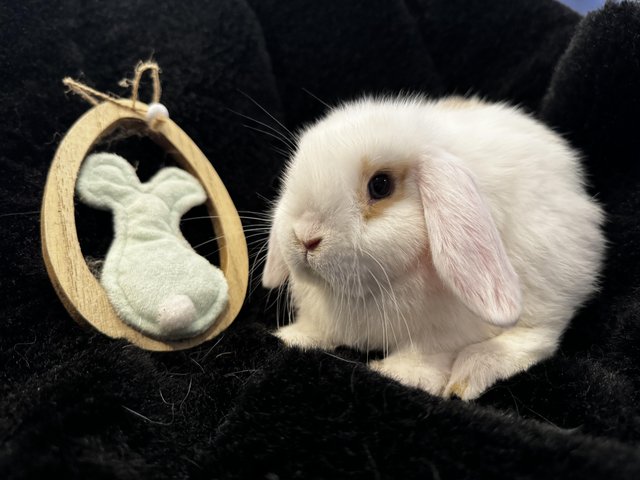 Preview of the first image of Mini Lop Baby Bunny Rabbits.