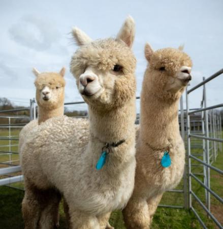 Image 2 of 3 Male Huacaya Alpacas (Jules & Ziggy & Phileas) For Sale