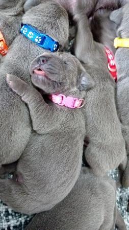 Image 8 of Solid Blue KC Registered Great Dane Puppies