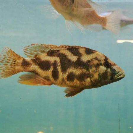 Image 1 of Large Selection of African Cichlids
