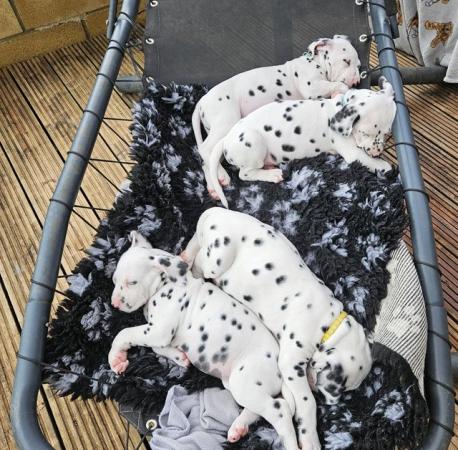 Image 11 of Beautiful Kc dalmatian puppies