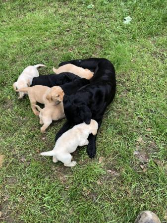 Image 4 of Labrador Retriever puppies for sale micro chipped