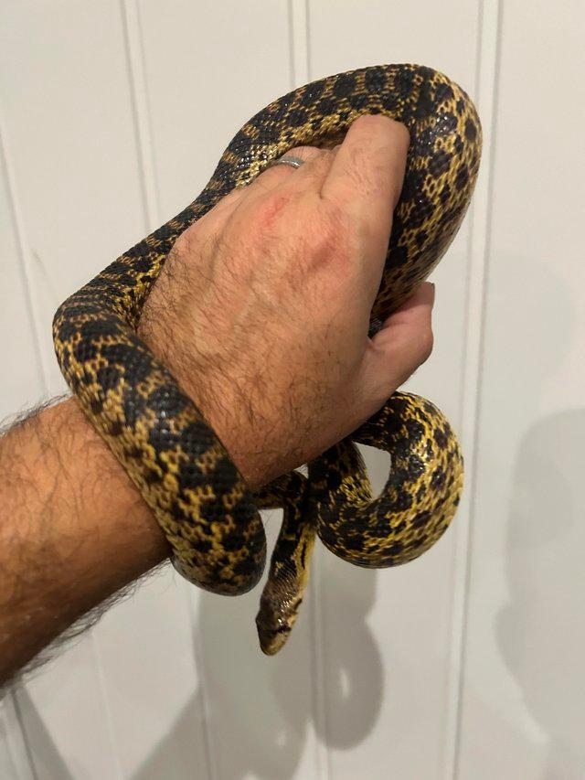 Preview of the first image of 3 year old female Sonoran Gopher snake.