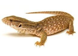 Image 6 of WARRINGTON PETS STOCKED LIZARDS FOR SALE