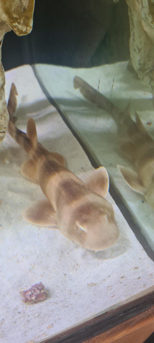 Preview of the first image of BAMBOO SHARK LIVE MARINE FISH 12 INCHES XL RARE STUNNING.
