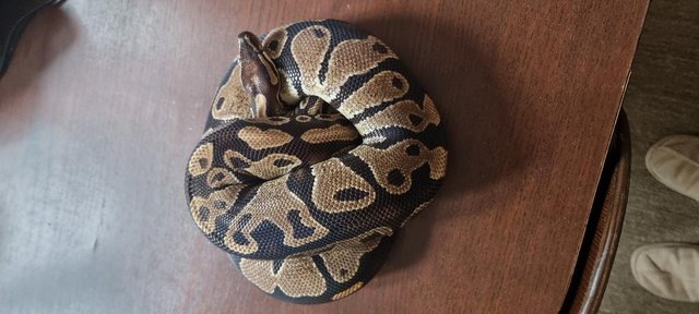 Image 5 of Full collection of ball pythons and racking