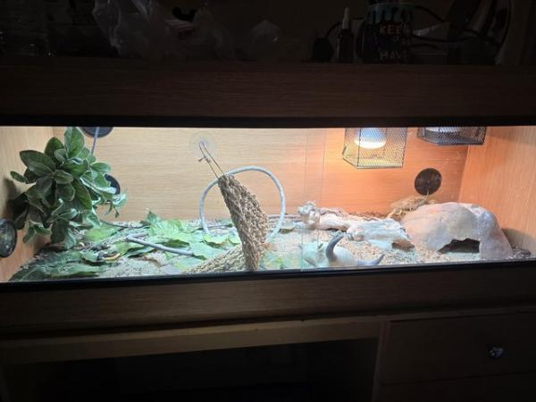 Image 4 of Hypo citrus bearded dragon with enclosure and substrate