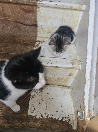 Image 1 of Kittens looking for there forever home