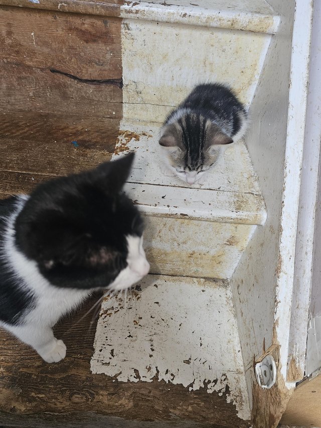Preview of the first image of Kittens looking for there forever home.