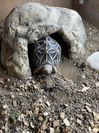 Image 3 of ?? Beautiful 7-Year-Old Indian Star Tortoise for Sale! ??