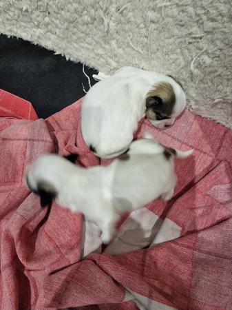 Image 2 of Malshi puppies 2 x female
