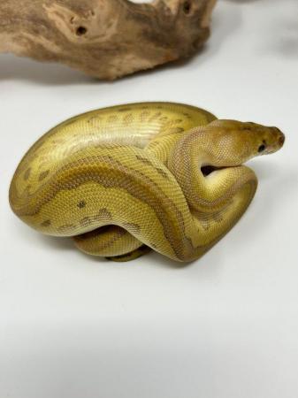 Image 3 of Butter Batman Royal python male