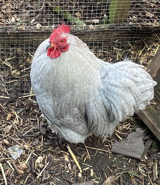 Preview of the first image of Pekin bantam cockerel 10 months old blue/lavender.