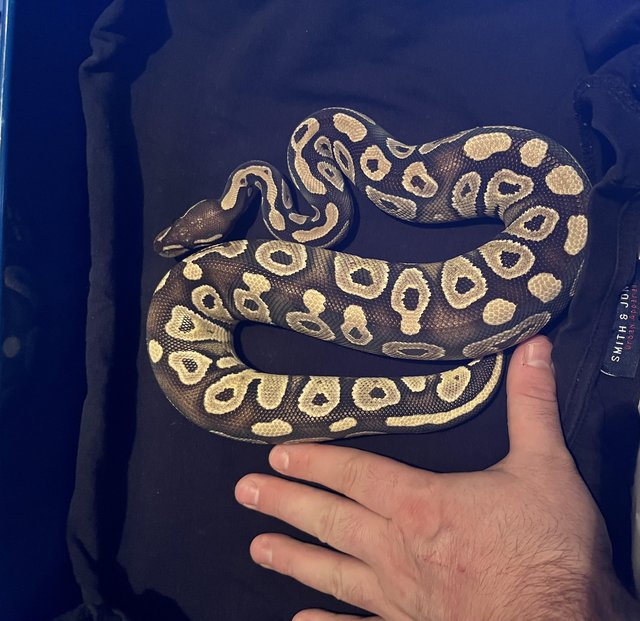Preview of the first image of Cb22 unsexed Mojave 100% het orange ghost royal python.