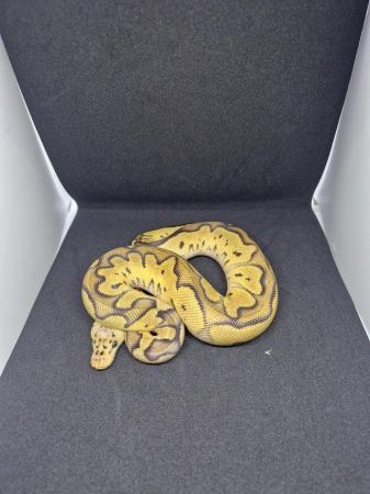 Image 6 of Various ball python available