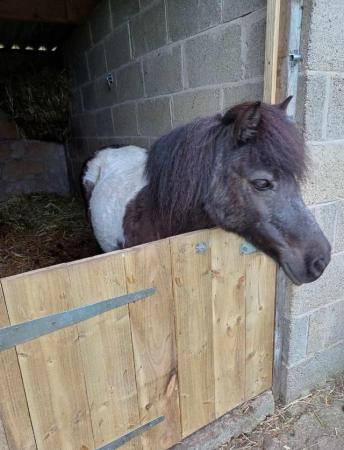 Image 4 of Gorgeous registered shetland mare