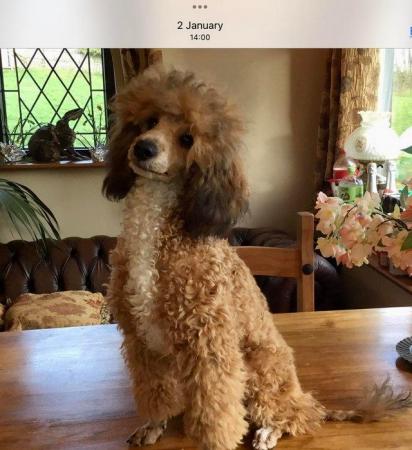 Image 3 of Stunning Red Sable Toy Poodle Stud, Health Tested Clear.
