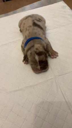 Image 17 of Olde English pups for sale