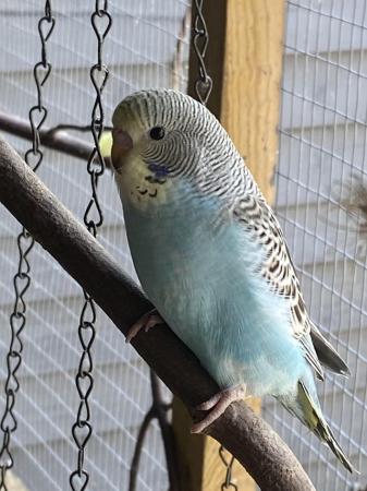 Image 8 of BEAUTIFUL BABY BUDGIES FOR SALE
