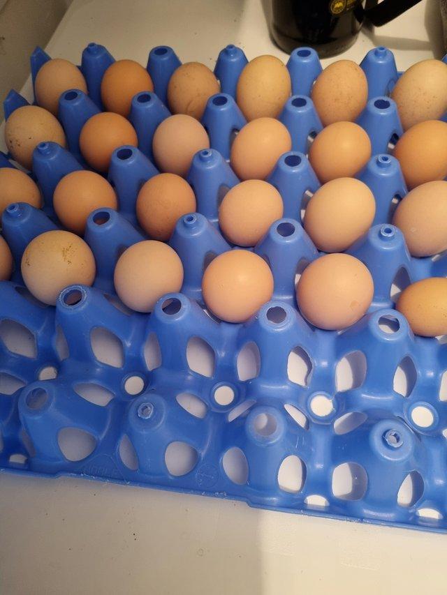 Preview of the first image of Lavender peking bantam hatching eggs.