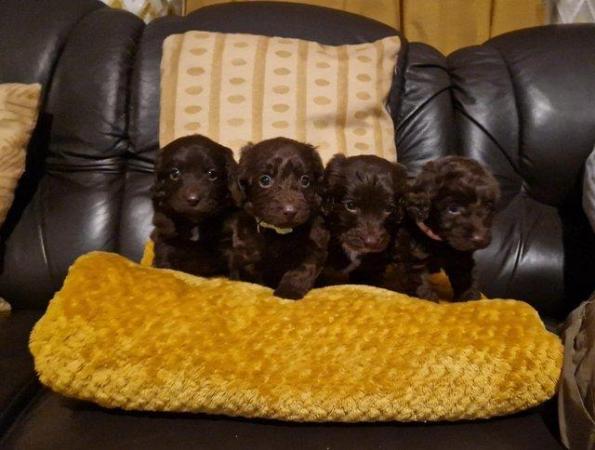 Image 10 of toy F1 cockapoo puppies for sale