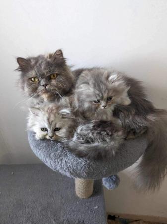 Image 4 of *ALL SOLD’ Beautiful flat faced Persian Kittens PKD Neg