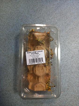 Image 4 of Reptile livefood locust crickets mealworm waxworms