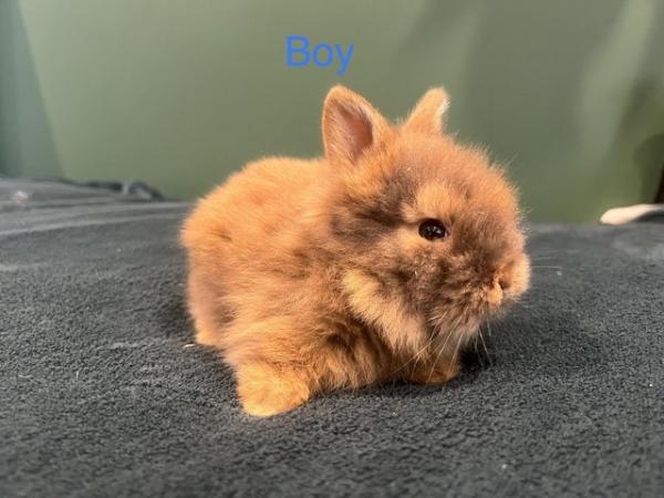 Image 3 of Mini double manned lionhead bunnies