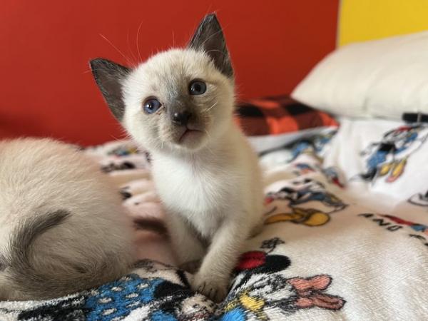 Image 9 of Siamese kittens,ready now only 3 boys 1 girl left