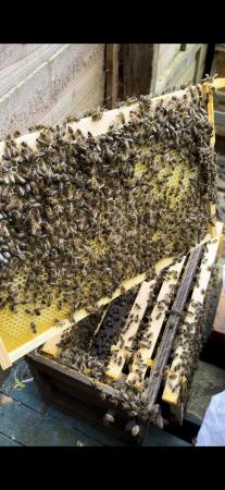 Image 3 of 5 frames of honey bee nuc 2024 queen