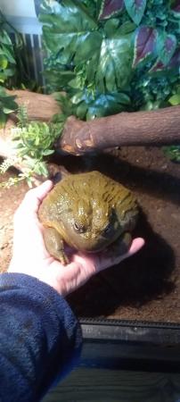 Image 3 of 2 years old african bullfrog
