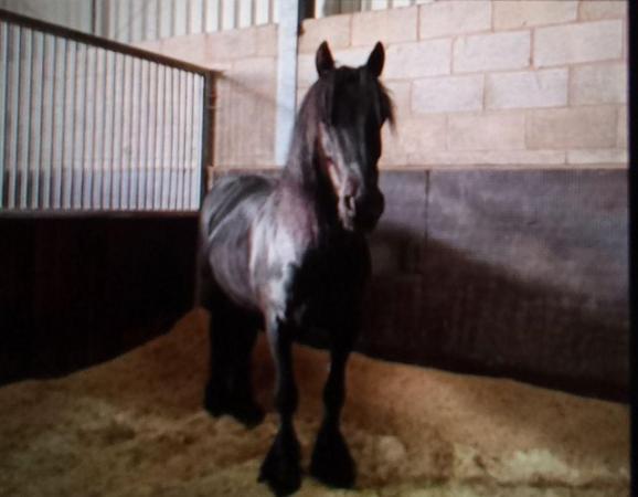Image 1 of Registered Fell pony Gelding