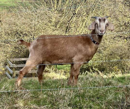 Image 2 of 2 Toggenburg X Boar Nanny Goats price for pair