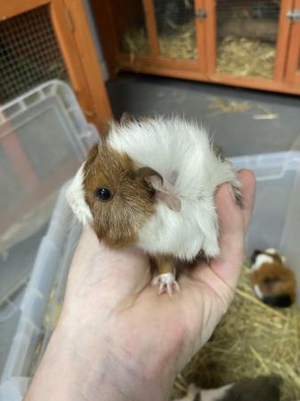 Image 3 of Male Guinea pigs ready in 4 weeks