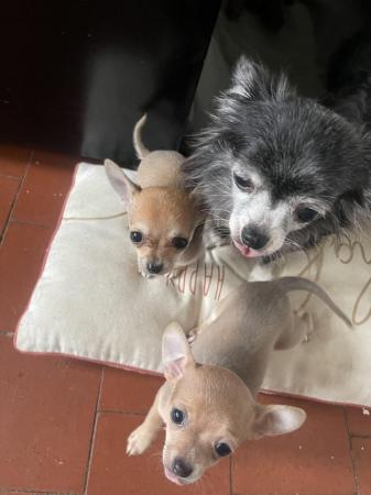 Image 6 of Chihuahua puppy for sale girl