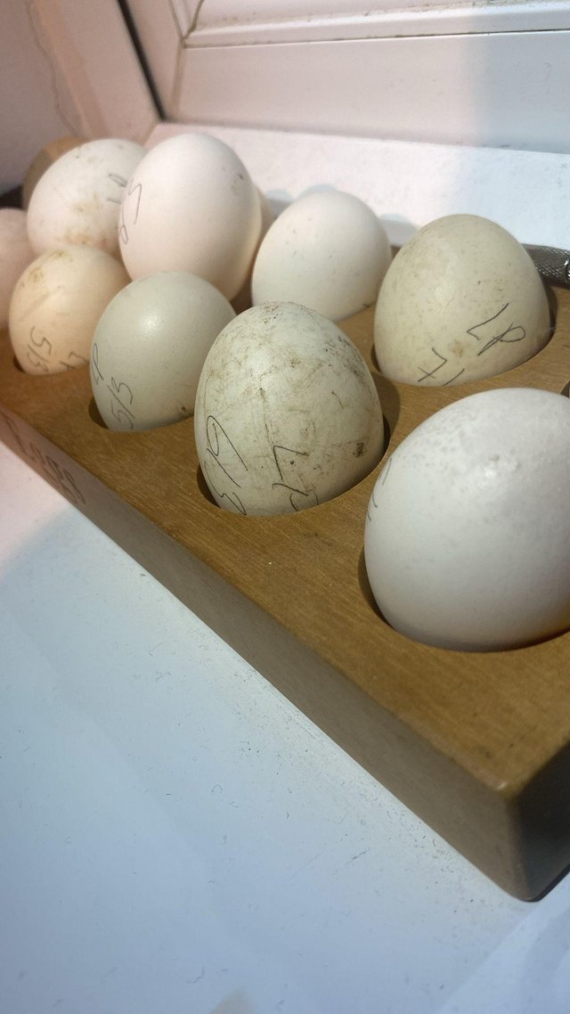 Preview of the first image of Lavender Pekin Hatching Eggs Available.