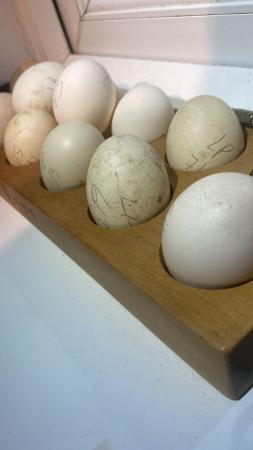 Image 1 of Lavender Pekin Hatching Eggs Available