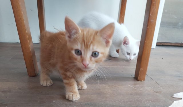 Image 4 of 2 stunning kittens available now one ginger one white
