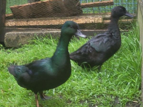 Image 2 of A pair of east Indian duck