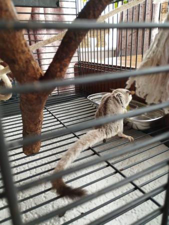 Image 3 of 2 female sugar gliders they are twin sisters