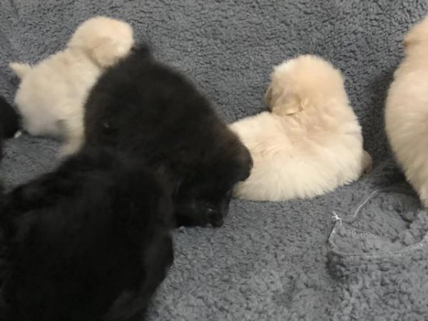 Image 21 of poodle x fully vaccinated puppies for sale