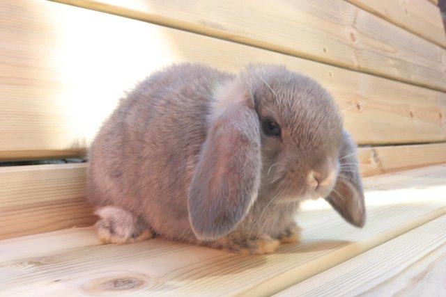 Image 6 of Mini lop baby rabbits male and female