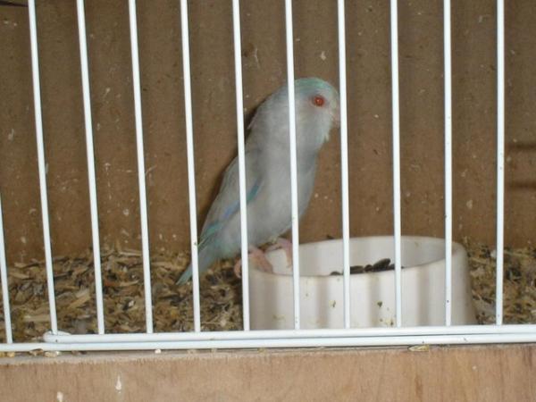 Image 1 of 2 hen celestials 2003 cage bred