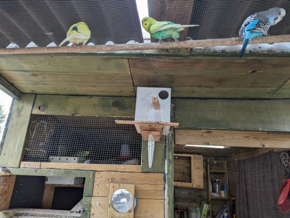 Image 2 of Budgies for sale female