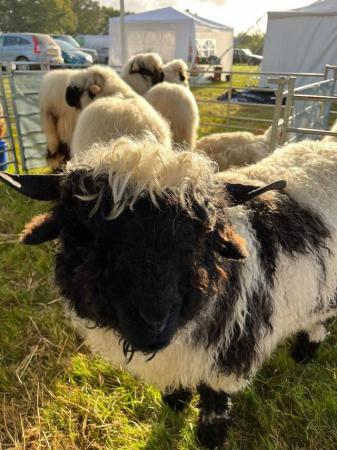 Image 4 of Swiss Valais Blacknose Sheep